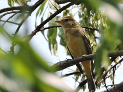 Piranga ludoviciana