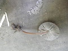 Mycena alcalina