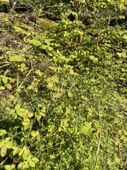 Vaccinium parvifolium