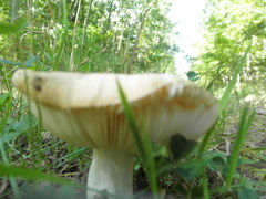 Russula ventricosipes
