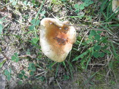 Russula ventricosipes