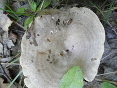 Lactarius caespitosus