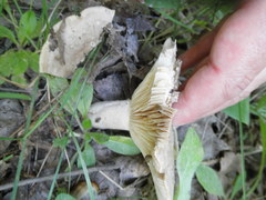 Lactarius caespitosus