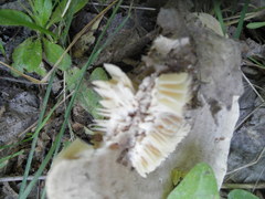 Lactarius caespitosus