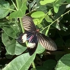 Pachliopta aristolochiae