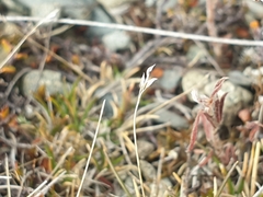 Poa maniototo