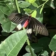 Pachliopta aristolochiae