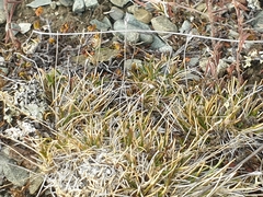 Poa maniototo
