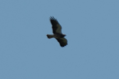 Buteo swainsoni