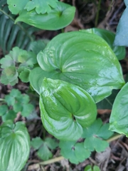 Maianthemum dilatatum