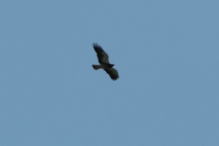 Buteo swainsoni
