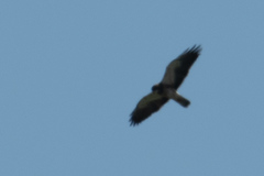 Buteo swainsoni