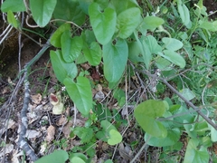 Aristolochia californica