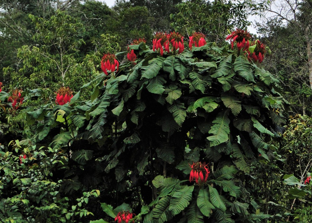 Kerianthera