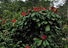 Kerianthera preclara