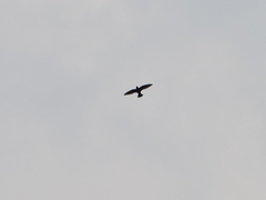 Streptoprocne semicollaris