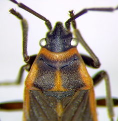 Ochrimnus lineoloides