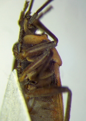 Ochrimnus lineoloides