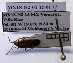 Ochrimnus lineoloides