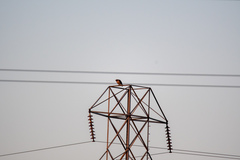 Buteo jamaicensis