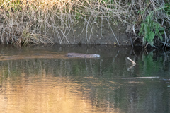 Castor canadensis