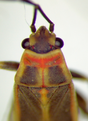Orange-collared Seed Bug