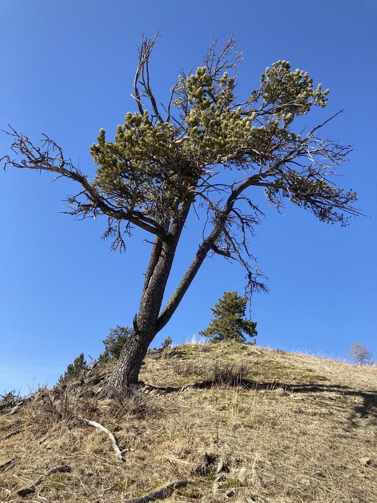 limber pine from Millarville, AB, CA on April 14, 2021 at 05:09 PM by ...