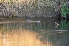 Castor canadensis