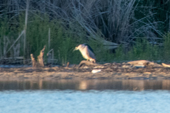 Nycticorax nycticorax