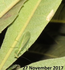 Negromantis gracillima