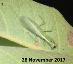 Negromantis gracillima