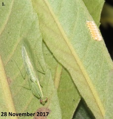 Negromantis gracillima