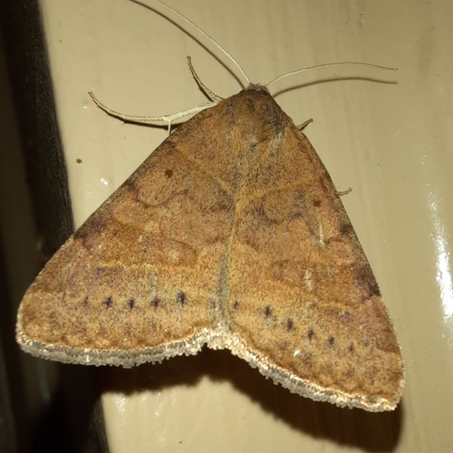 Forage Looper Moth