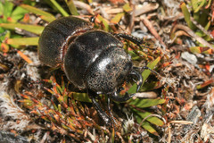 Lissotes rodwayi