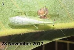 Negromantis gracillima