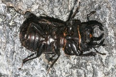 Lissotes rodwayi