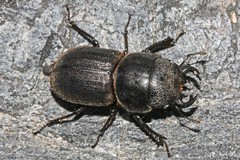 Lissotes rodwayi