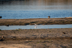 Himantopus mexicanus