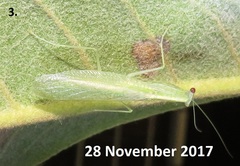 Negromantis gracillima