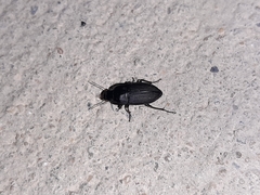 Anisodactylus rusticus