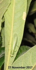 Negromantis gracillima