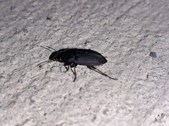Anisodactylus rusticus