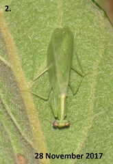 Negromantis gracillima