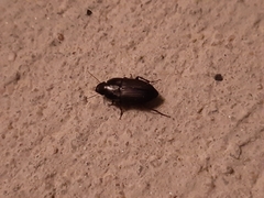 Anisodactylus rusticus