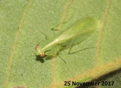 Negromantis gracillima