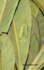 Negromantis gracillima