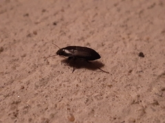 Anisodactylus rusticus