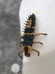 Coccinellidae