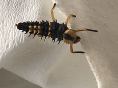 Coccinellidae