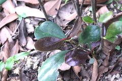 Ternstroemia kwangtungensis